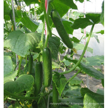 HCU07 Beishou 14 à 16cm de longueur, parthénocarpie f1 graines de concombre hybride à haut rendement en intérieur